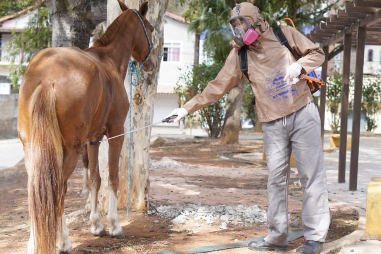 Retomada campanha de borrifação de cavalos contra a febre maculosa
